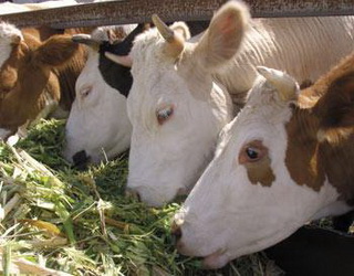 Дерть сорго покращує молочну продуктивність корів